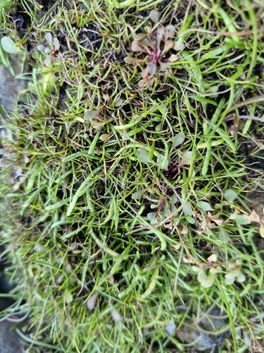 Lilaeopsis novae-zelandiae, 2026-10-17
