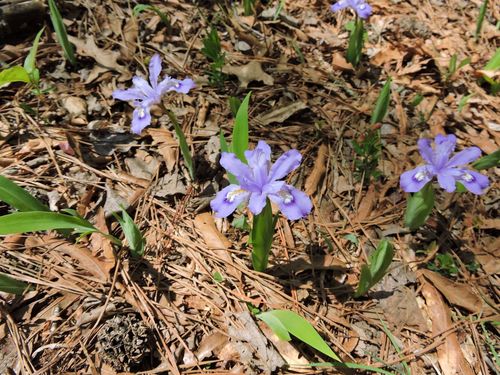 Iris cristata