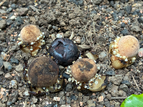 Balanophora fungosa observed 2026-10-15