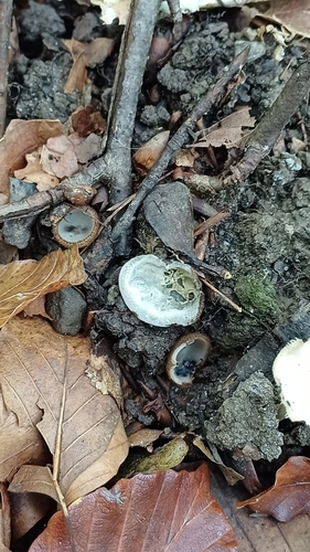 Brown-haired White Cup