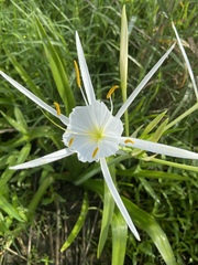 Hymenocallis liriosme