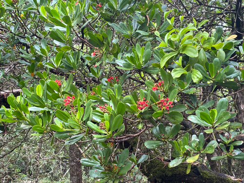 Lumnitzera littorea observed 2026-10-18