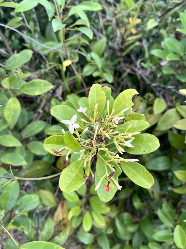 Jasminum lanceolaria observed 2026-10-19
