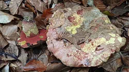 ruddy bolete