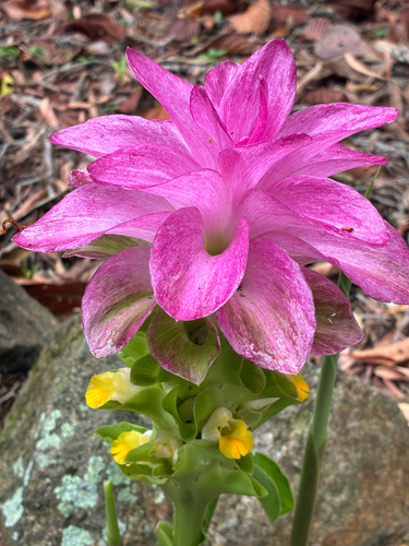 Curcuma australasica observed 2026-10-13