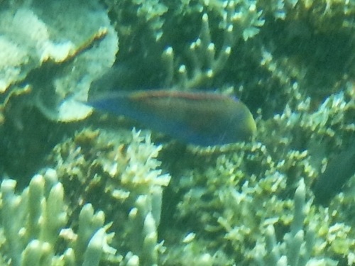 Cirrhilabrus observed 2026-10-17