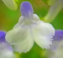 Scutellaria serrata