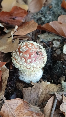 Fly Agaric
