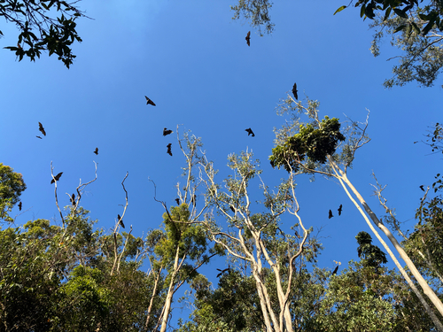 Pteropus conspicillatus observed 2026-10-14