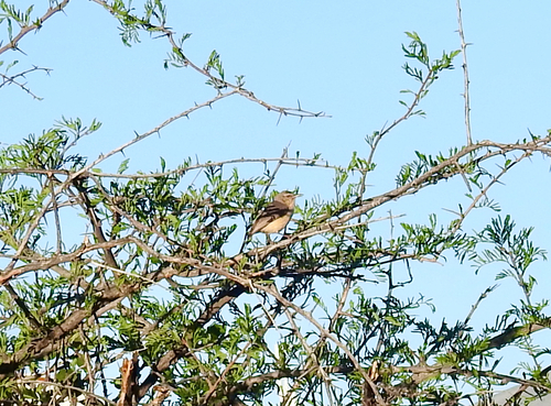 iNaturalist image