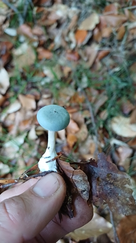 Aniseed Funnel