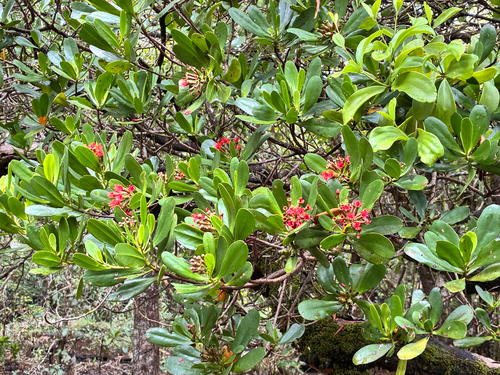 Lumnitzera littorea observed 2026-10-18