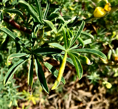 Dasineura lupinorum