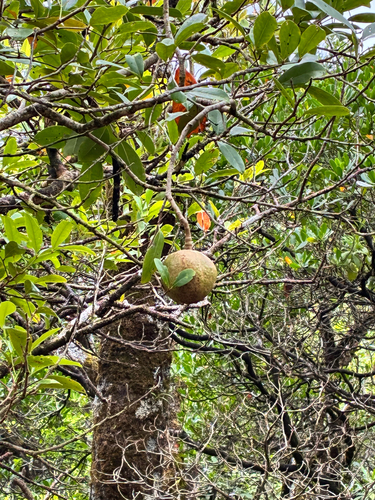 Xylocarpus granatum observed 2026-10-18