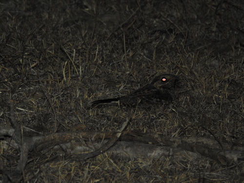 iNaturalist image