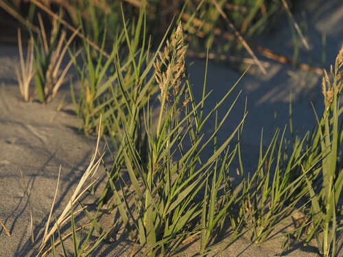 Sporobolus virginicus observed 2026-10-16