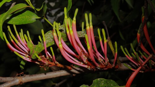 Dendrophthoe falcata observed 2026-10-14