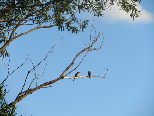 iNaturalist image