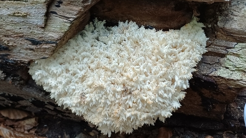 Coral tooth fungus