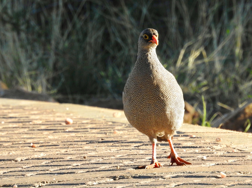 iNaturalist image