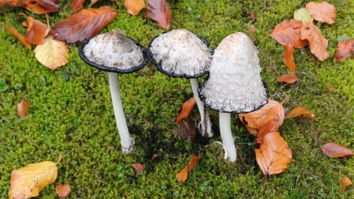 Shaggy Mane
