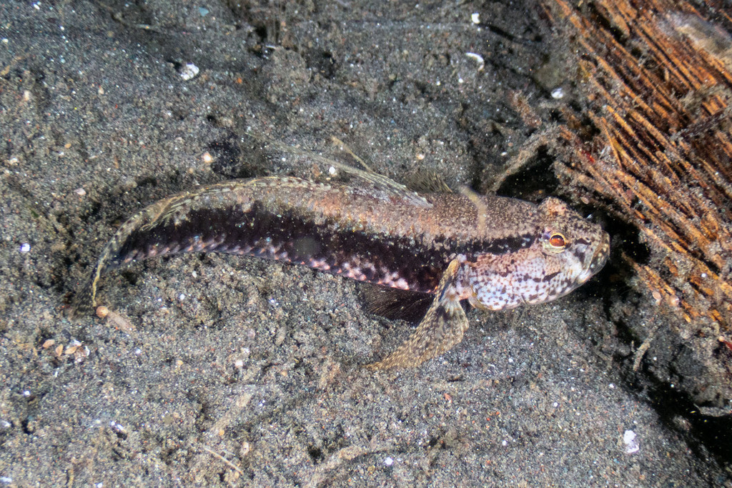 Drombus bontii