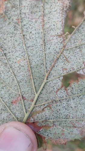 Phyllactinia guttata observed 2026-10-18