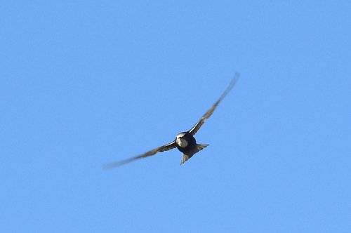 iNaturalist image