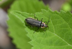 Atalantycha dentigera