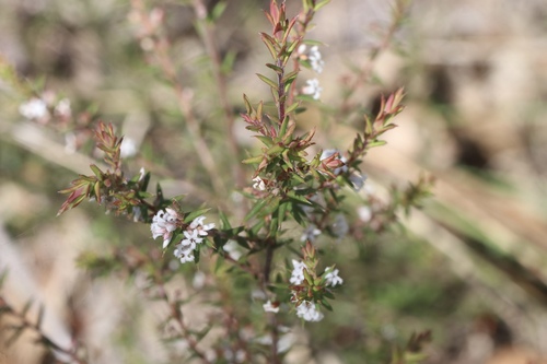 Leucopogon obovatus, 2026-10-18