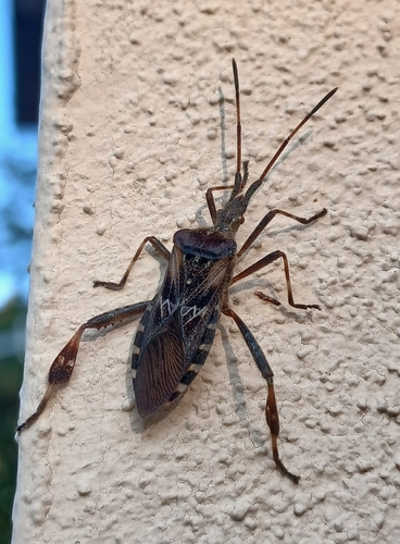 Western Conifer Seed Bug