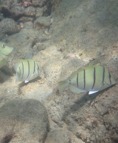 Acanthurus triostegus observed 2026-10-19