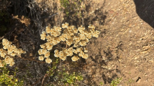 Pseudognaphalium californicum observed 2026-10-16