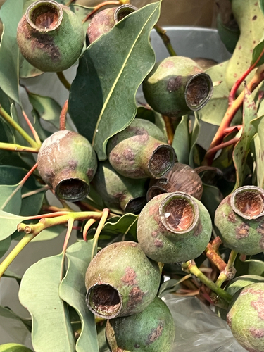 Corymbia ficifolia observed 2026-10-19