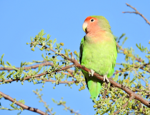 iNaturalist image