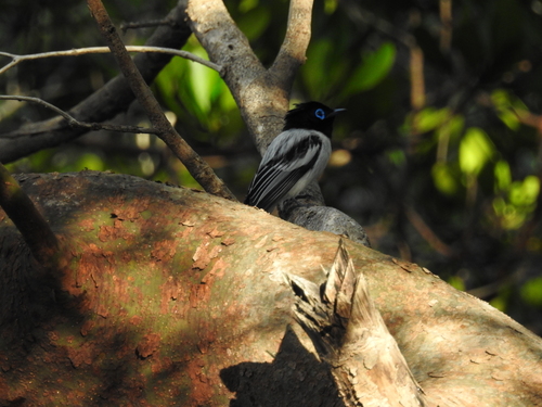 iNaturalist image
