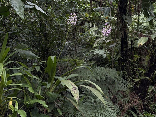 Spathoglottis pacifica observed 2026-10-19