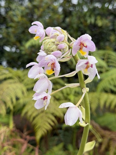 Spathoglottis pacifica observed 2026-10-19