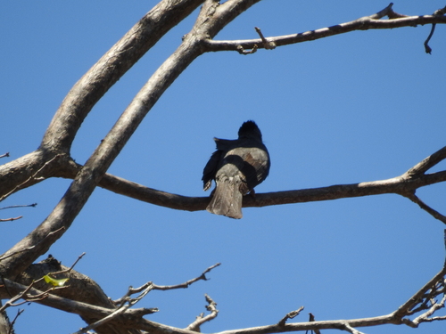 Hypsipetes madagascariensis, 2026-10-10