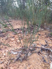 Daviesia leptophylla