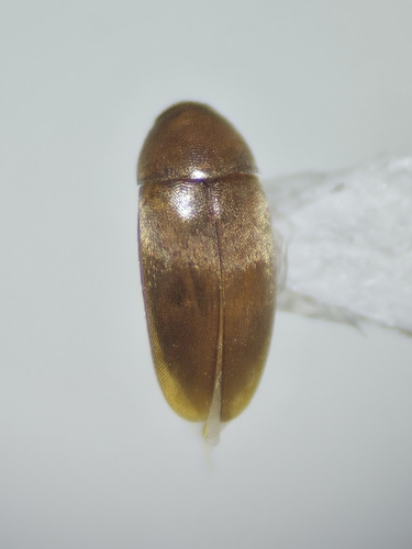 Pentaria