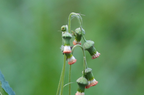 Crassocephalum crepidioides observed 2026-10-19