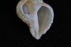 Coralliophila squamosissima