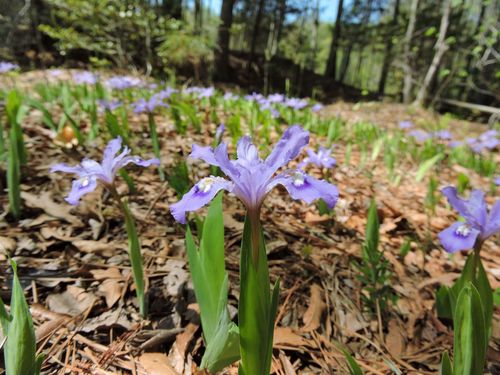 Iris cristata
