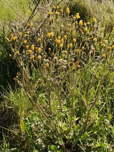 Crepis vesicaria observed 2026-10-19