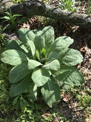 Verbascum thapsus