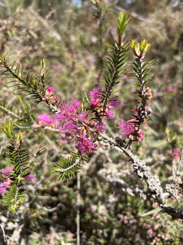 Melaleuca wilsonii observed 2026-10-19