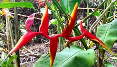 Heliconia × rauliniana