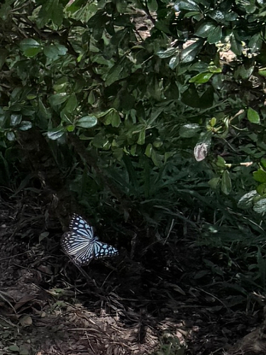 Ceylon Blue Glassy Tiger
