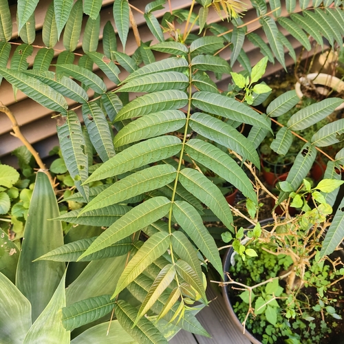Toona sinensis observed 2026-10-19